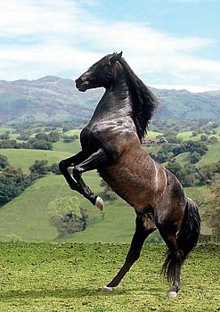 Schwarzes Pferd