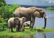 Familie von Elefanten