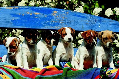 Hundewelden auf Holzbank