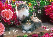 Katzen im blumen Garten