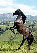 Schwarzes Pferd	