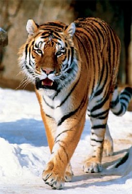 Sibirischer Tiger