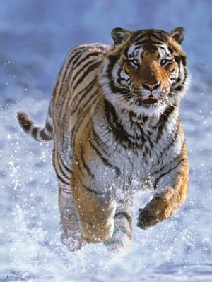 Tiger im Schnee